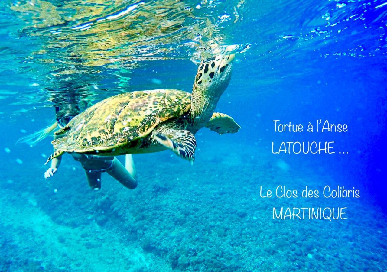 LODGE COLIBRIS vue panoramique mer et montagne pelée , 500 m plage dans un parc , Calme assuré Idéal pour découvrir le nord Caraïbes Le Carbet Esterno foto