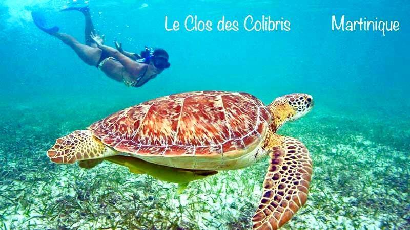 LODGE COLIBRIS vue panoramique mer et montagne pelée , 500 m plage dans un parc , Calme assuré Idéal pour découvrir le nord Caraïbes Le Carbet Esterno foto